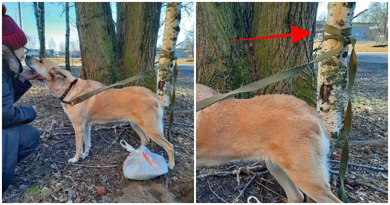 The dog was abandoned and tied to a tree in the park, leaving a bag of food nearby