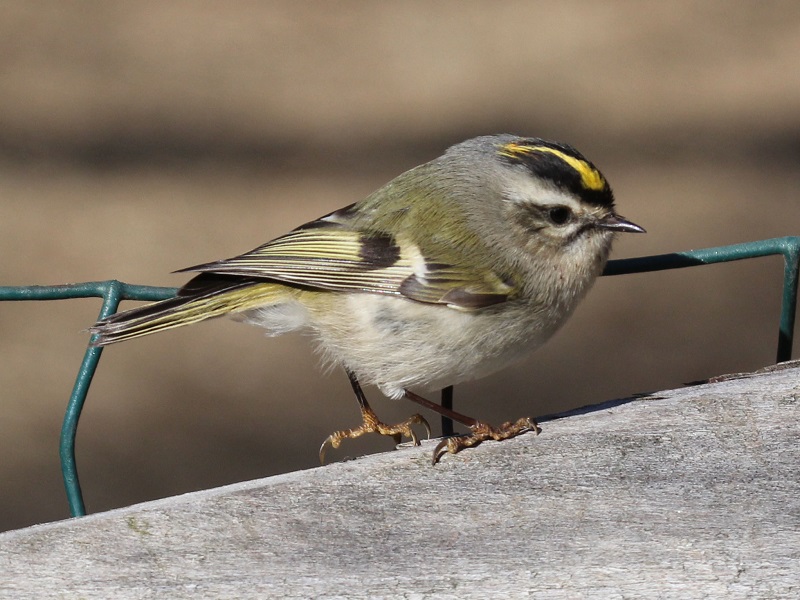 The Golden-Crowned Kinglet A Tiny Bird with a Regal Presence