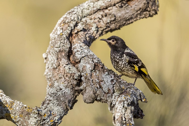The Regent Honeyeater Australia’s Critically Endangered Avian Jewel