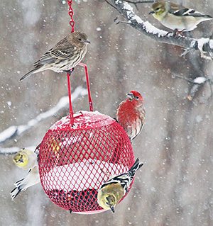 Surviving Cold: Birds’ Feathered Food Strategy – Feathers + Food = Warmth