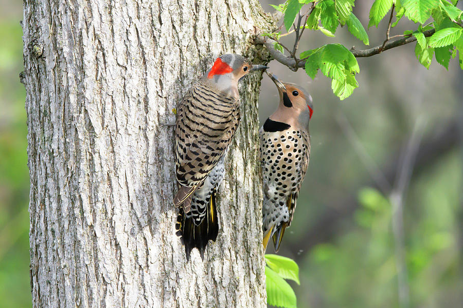 The Remarkable Female Northern Flicker Woodpecker A Closer Look