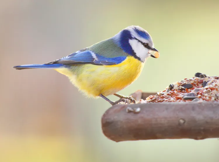 Birds Watch Birds: Good Food or Gross?