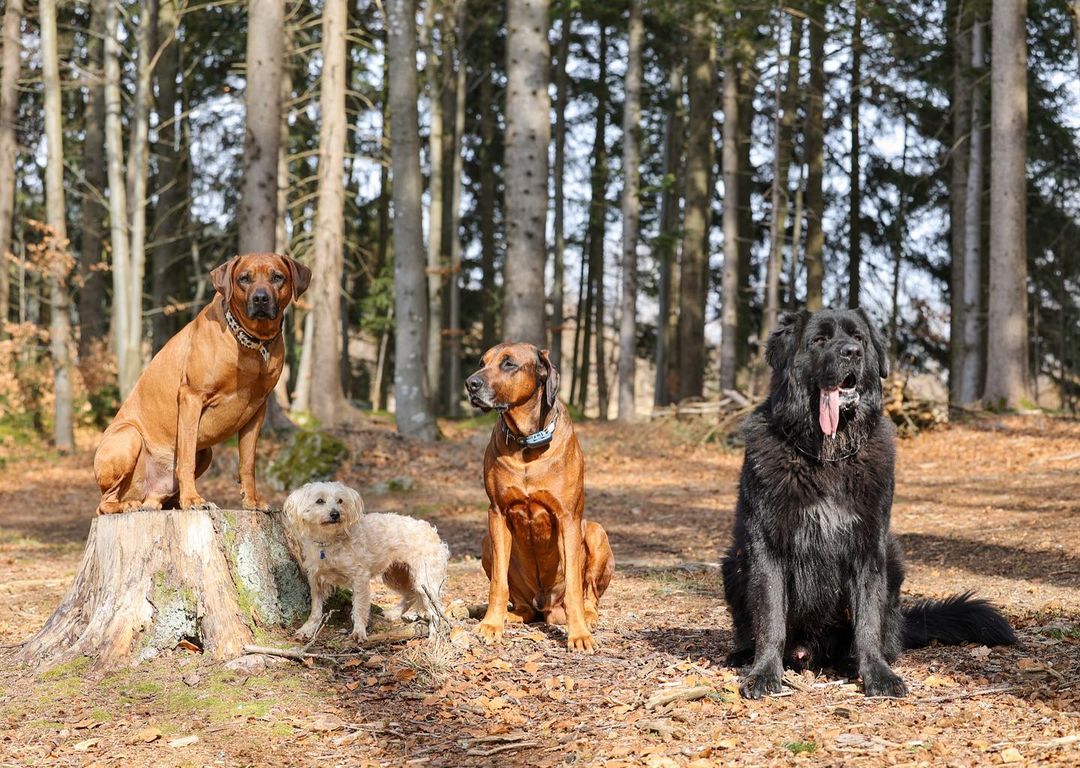 The Noble Tradition of the Hunting Dog